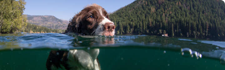 was beachten schwimmen mit hund tools hilfe